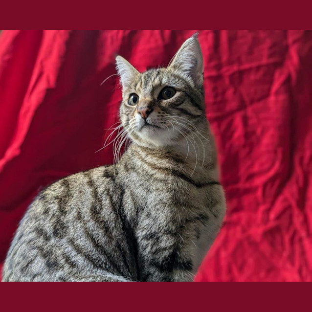 Photo of Leopard Babbington