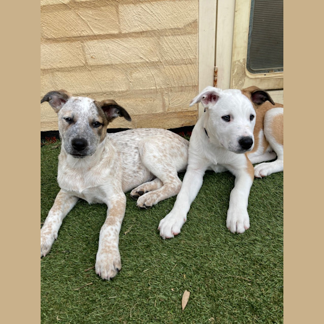 Photo of Sandor   3 Month Old Border Collie X Bull Arab 