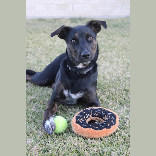 Photo of Navy *$350 Adoption Fee*