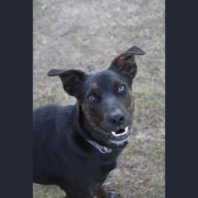 Photo of Navy *$350 Adoption Fee*