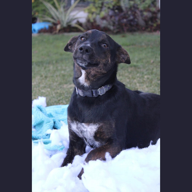 Photo of Navy *$350 Adoption Fee*