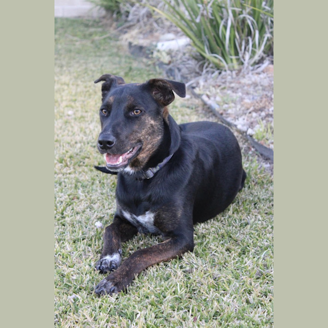 Photo of Navy *$350 Adoption Fee*