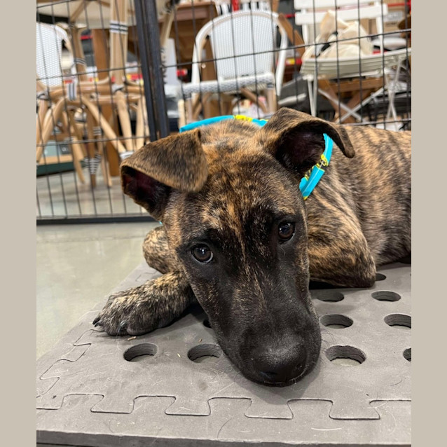 Photo of Fidget *$350 Adoption Fee*