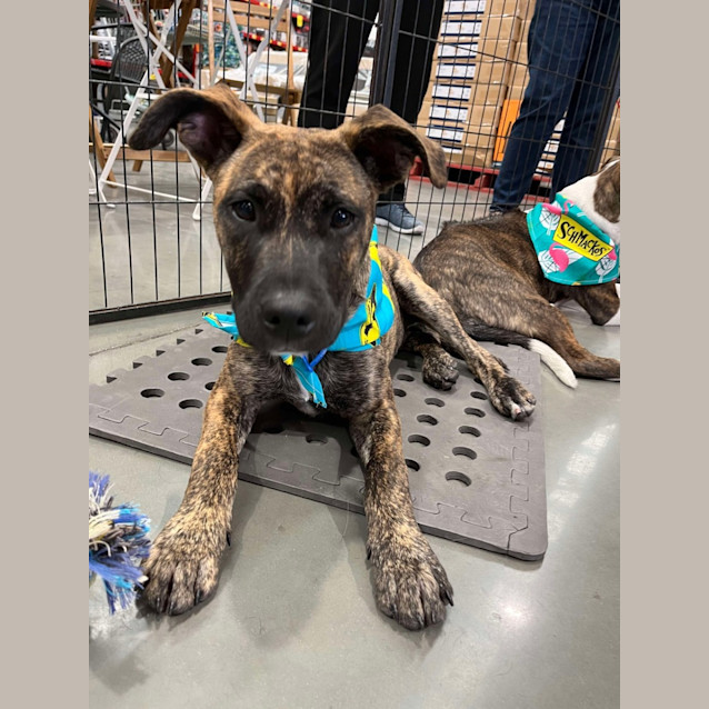 Photo of Fidget *$350 Adoption Fee*