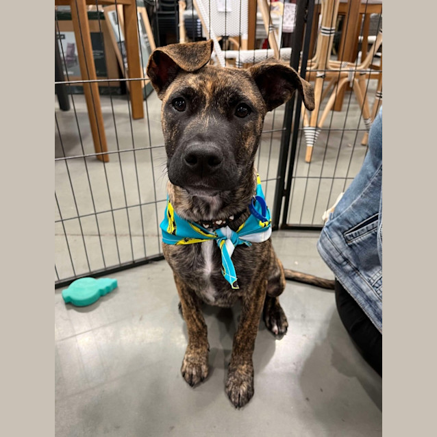 Photo of Fidget *$350 Adoption Fee*