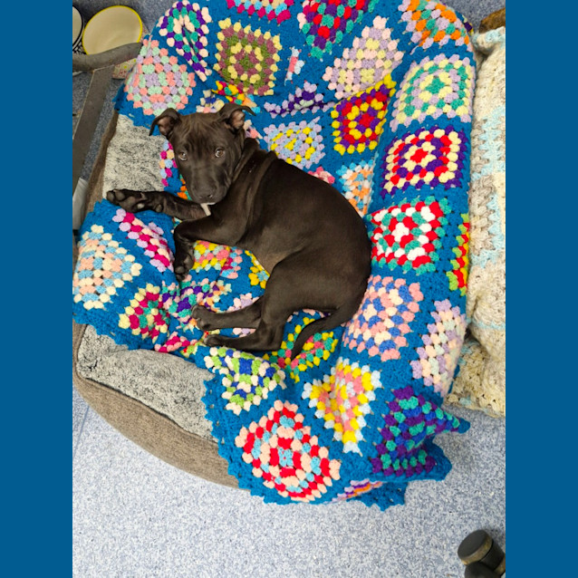 Photo of D1004 Wilma 