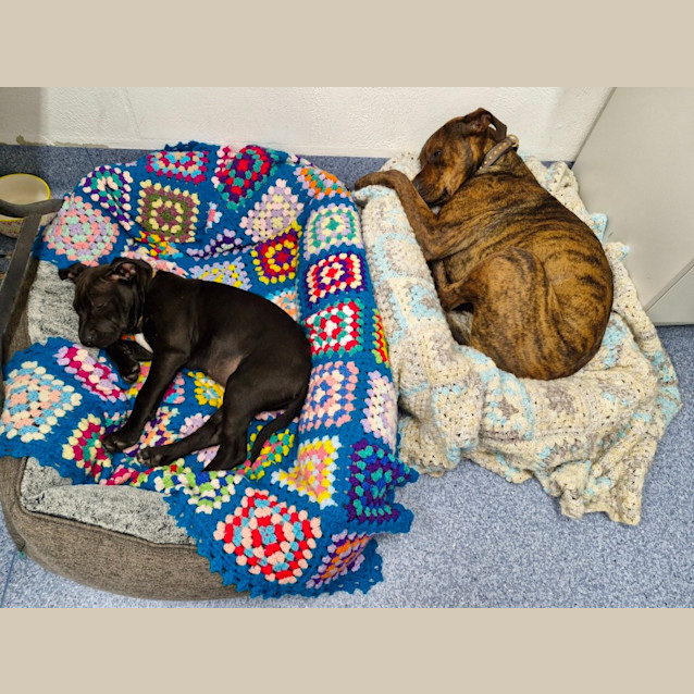 Photo of D1004 Wilma 