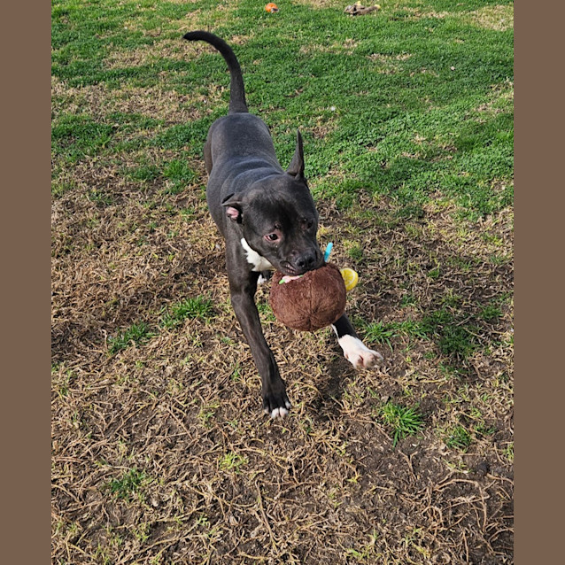 Photo of Moose
