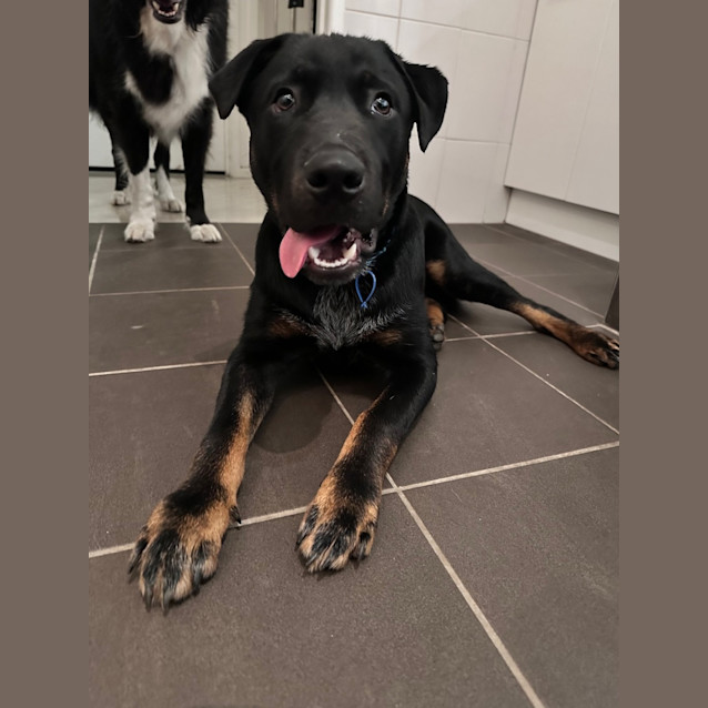 Photo of Harley *$350 Adoption Fee*