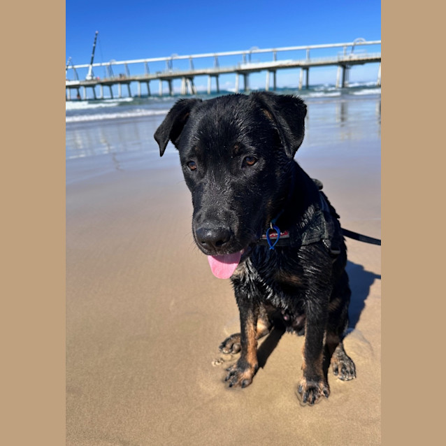 Photo of Harley *$350 Adoption Fee*