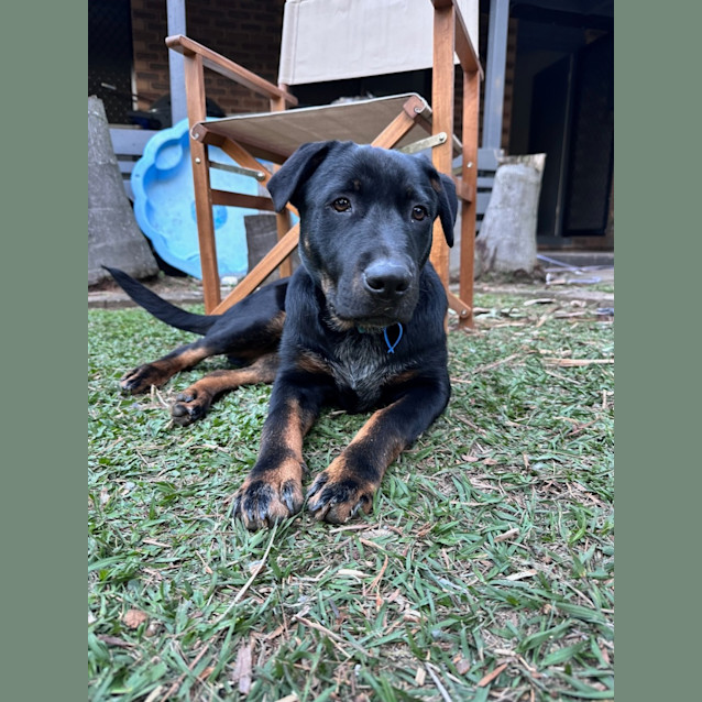 Photo of Harley *$350 Adoption Fee*