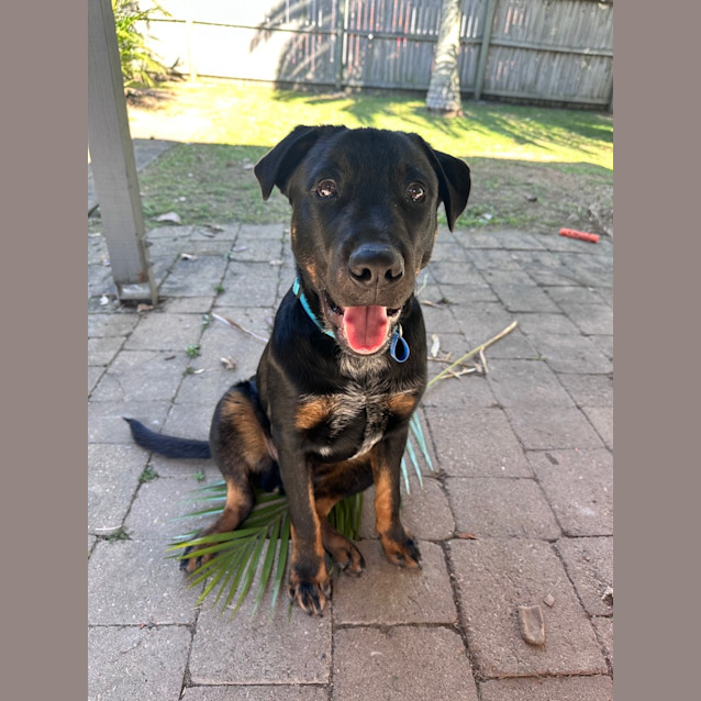 Photo of Harley *$350 Adoption Fee*