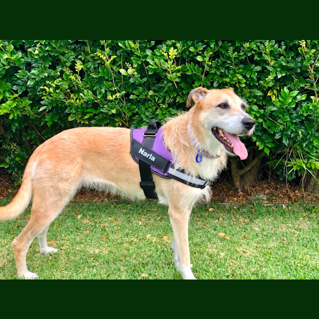 Photo of Narla   8 Year Old Wolfhound X (Trial)