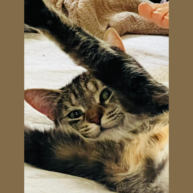 Photo of Leggy