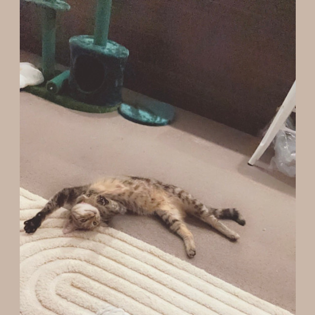 Photo of Leggy