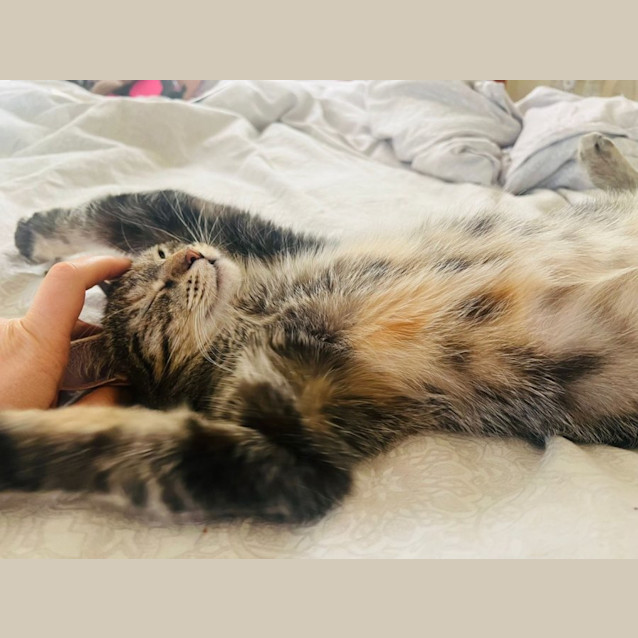 Photo of Leggy