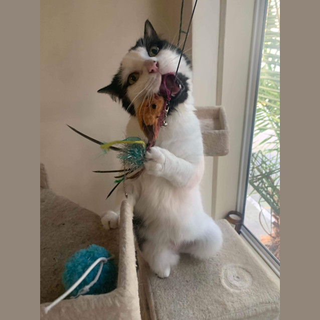 Photo of Bearded Ett