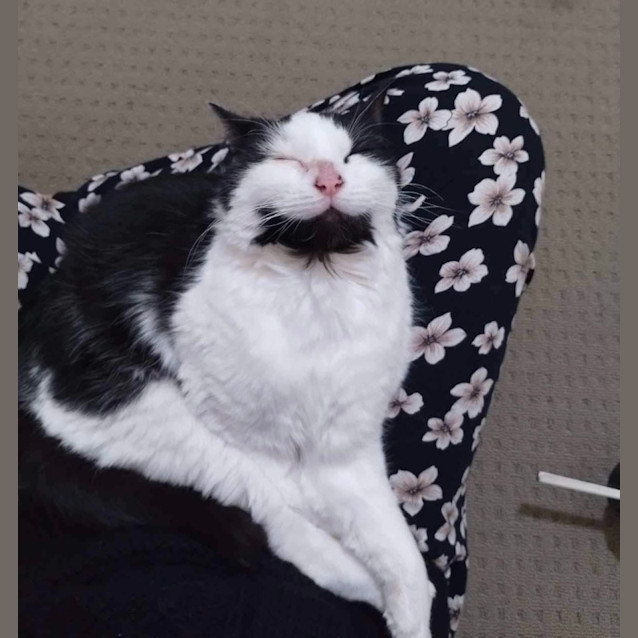 Photo of Bearded Ett