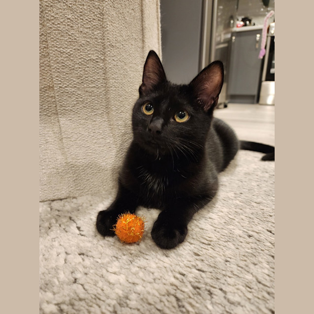 Photo of Pepsi