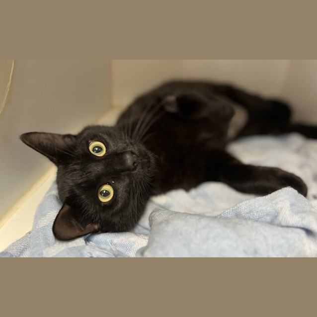Photo of Salem