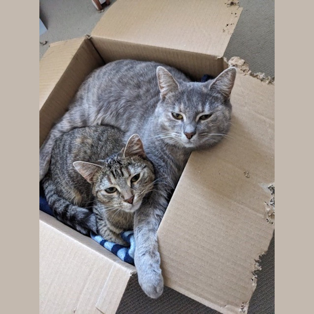 Photo of Smokey And Bronte