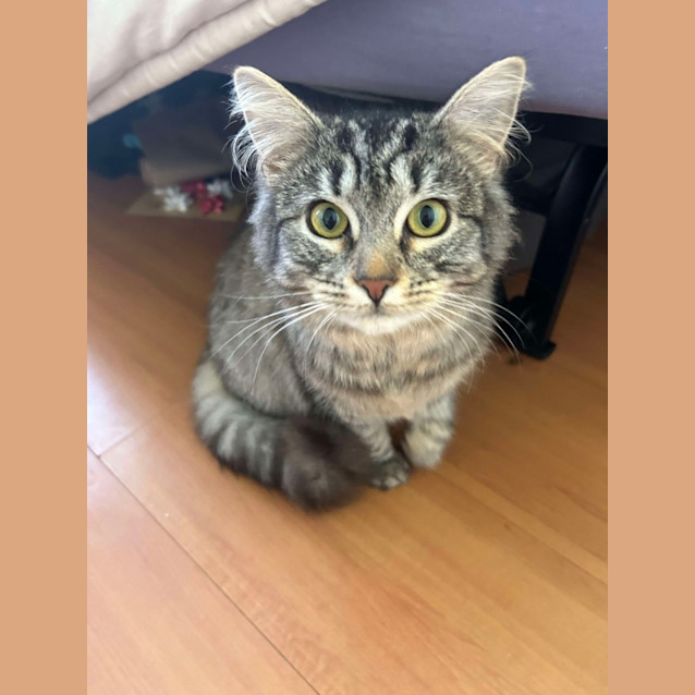 Photo of Sarah Silverman 