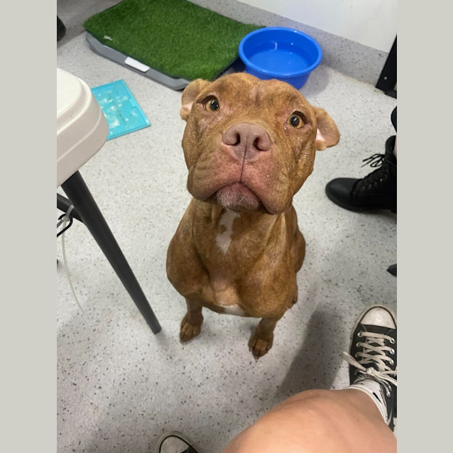 Photo of Ziggy