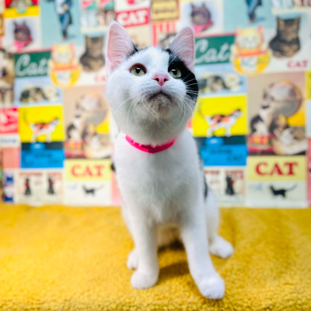 Photo of Ziggy   Located In Preston