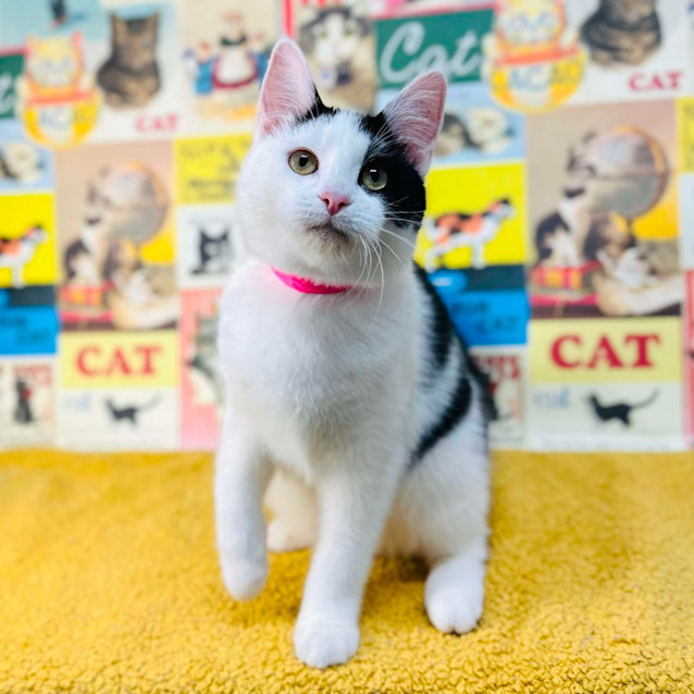 Photo of Ziggy   Located In Preston