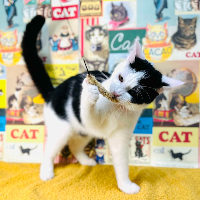 Photo of Ziggy   Located In Preston