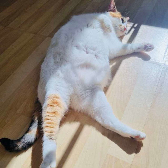 Photo of Gracie   Located In Collingwood 