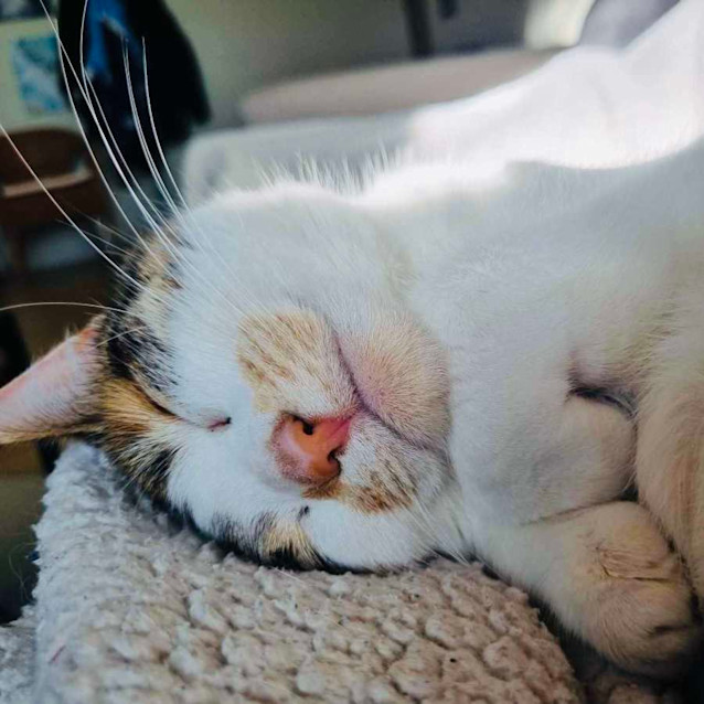 Photo of Gracie   Located In Collingwood 