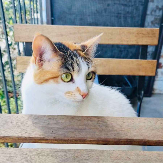 Photo of Gracie   Located In Collingwood 