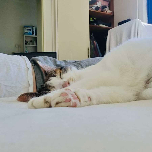 Photo of Gracie   Located In Collingwood 