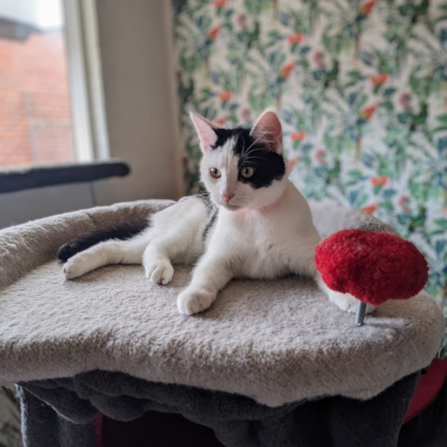 Photo of Ziggy   Located In Preston