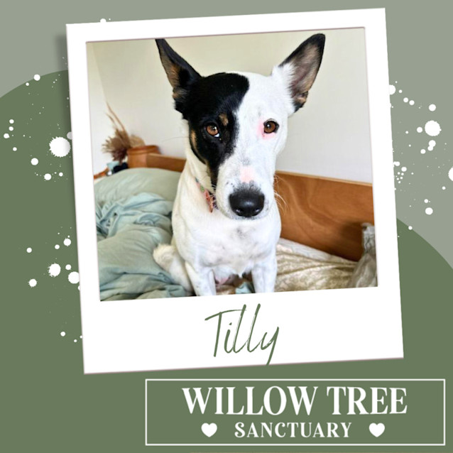 Photo of Tilly