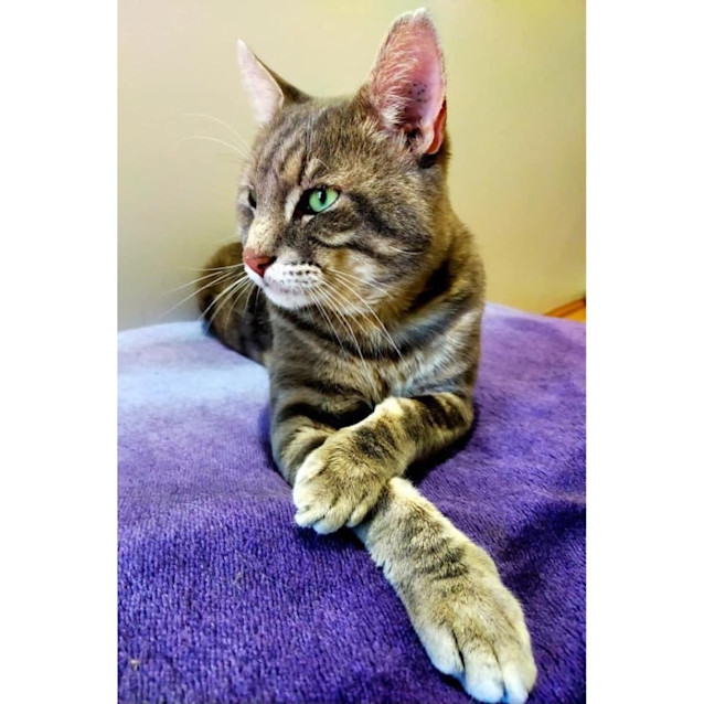 Photo of 10188   Al Catcino