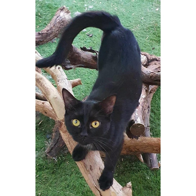 Photo of 8813   Magnolia 