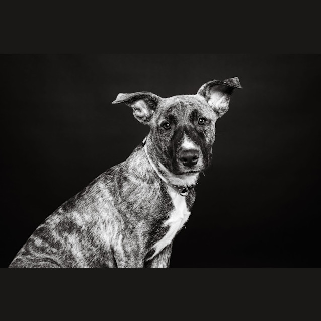 Photo of Odin
