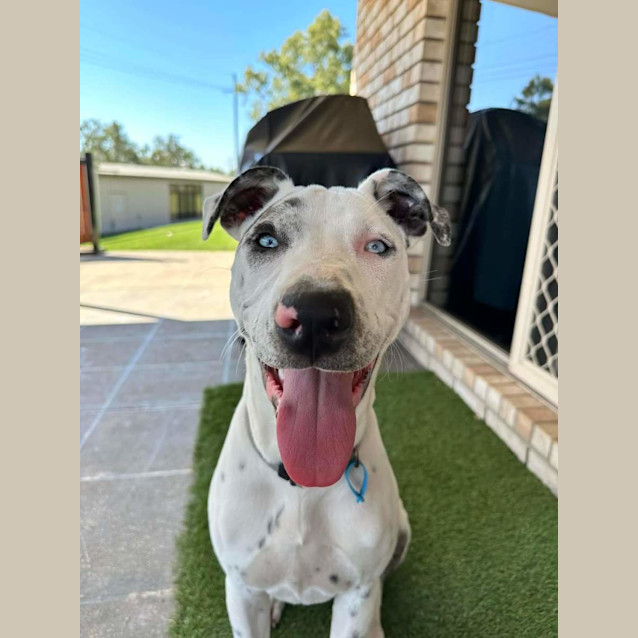 Photo of Daisy