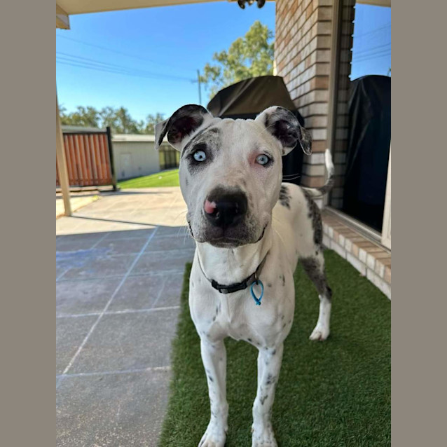 Photo of Daisy
