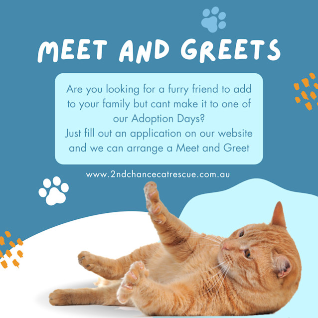 Photo of Crocus **2nd Chance Cat Rescue**
