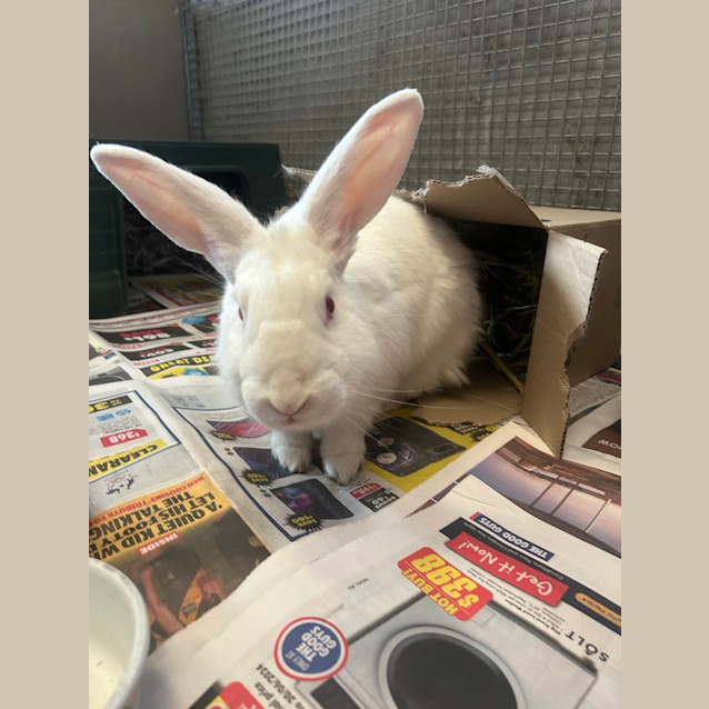 Photo of Marshmellow