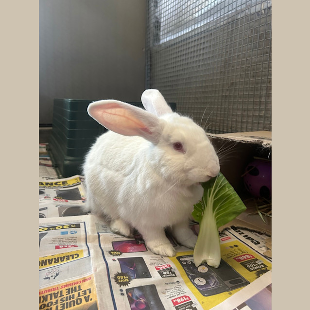 Photo of Marshmellow