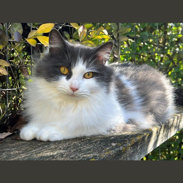 Photo of Indigo Haliwell