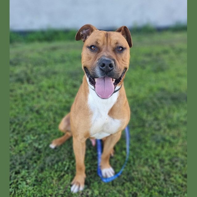 Photo of Kirk (60297)