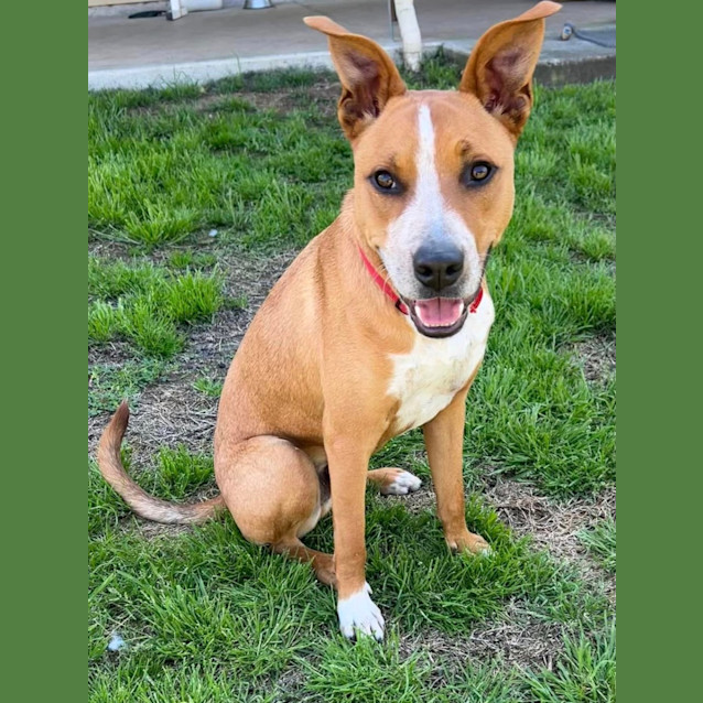 Photo of Draco *$250 Adoption Fee*