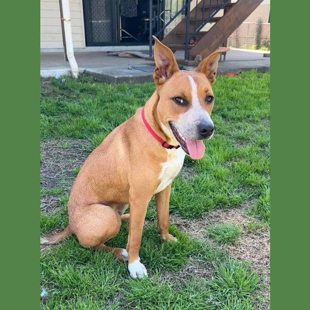 Photo of Draco *$250 Adoption Fee*