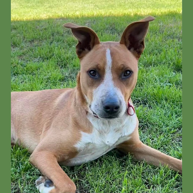 Photo of Draco *$250 Adoption Fee*