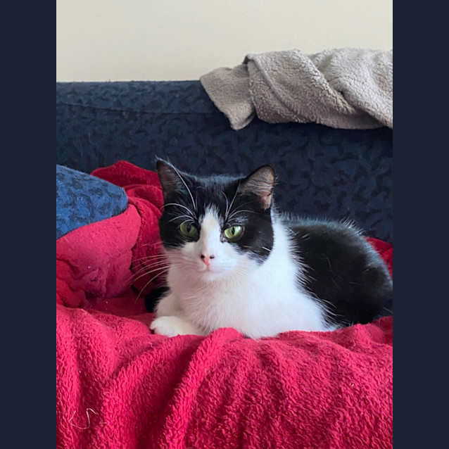 Photo of Clessie **2nd Chance Cat Rescue**